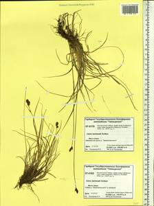 Carex lachenalii subsp. lachenalii, Siberia, Central Siberia (S3) (Russia)