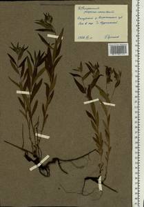 Aegonychon purpurocaeruleum (L.) Holub, Eastern Europe, Central forest-and-steppe region (E6) (Russia)