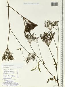 Chaerophyllum aromaticum L., Eastern Europe, Belarus (E3a) (Belarus)