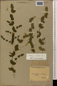 Lathyrus aphaca L., Caucasus, Georgia (K4) (Georgia)