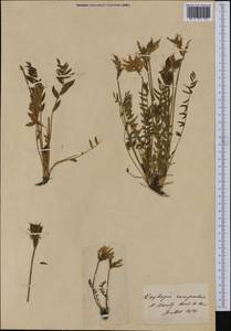 Oxytropis campestris (L.) DC., Western Europe (EUR) (Switzerland)