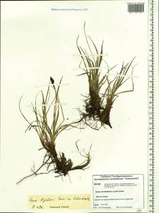 Carex bigelowii Torr. ex Schwein., Siberia, Central Siberia (S3) (Russia)