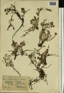 Thymus calcareus Klokov & Des.-Shost., Eastern Europe, North Ukrainian region (E11) (Ukraine)