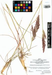Calamagrostis pseudophragmites (Haller f.) Koeler, Siberia, Baikal & Transbaikal region (S4) (Russia)