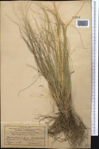 Stipa kirghisorum P.A.Smirn., Middle Asia, Dzungarian Alatau & Tarbagatai (M5) (Kazakhstan)