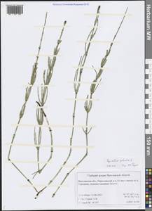 Equisetum palustre L., Eastern Europe, Central forest region (E5) (Russia)