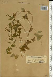 Vicia dumetorum L., Eastern Europe, North Ukrainian region (E11) (Ukraine)