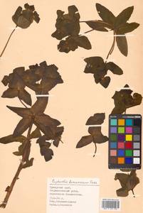 Euphorbia hylonoma Hand.-Mazz., Siberia, Russian Far East (S6) (Russia)