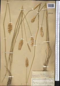 Agropyron cristatum (L.) Gaertn., Middle Asia, Muyunkumy, Balkhash & Betpak-Dala (M9) (Kazakhstan)