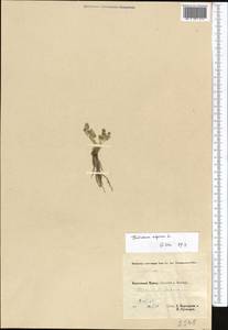 Thalictrum alpinum L., Middle Asia, Pamir & Pamiro-Alai (M2) (Tajikistan)