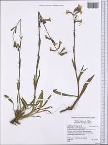 Silene viscosa (L.) Pers., Middle Asia, Northern & Central Tian Shan (M4) (Kyrgyzstan)