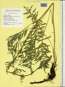 Centaurea scabiosa L., Eastern Europe, Central forest-and-steppe region (E6) (Russia)