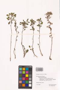 Rorippa sylvestris (L.) Besser, Eastern Europe, Central forest-and-steppe region (E6) (Russia)