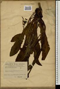 Crepis pyrenaica (L.) Greuter, Eastern Europe, West Ukrainian region (E13) (Ukraine)