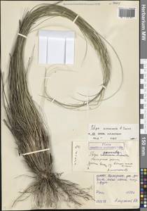 Stipa ucrainica P.A.Smirn., Caucasus, North Ossetia, Ingushetia & Chechnya (K1c) (Russia)