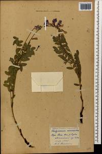 Hedysarum caucasicum M.Bieb., Caucasus, Georgia (K4) (Georgia)
