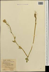 Cardamine × uliginosa M. Bieb., Caucasus, Krasnodar Krai & Adygea (K1a) (Russia)