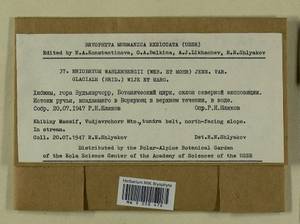 Pohlia wahlenbergii (F. Weber & D. Mohr) A.L. Andrews, Bryophytes, Bryophytes - Karelia, Leningrad & Murmansk Oblasts (B4) (Russia)