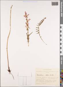 Pedicularis elata Willd., Siberia, Altai & Sayany Mountains (S2) (Russia)