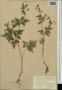 Chaerophyllum nodosum (L.) Crantz, Crimea (KRYM) (Russia)