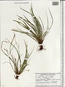Carex digitata L., Eastern Europe, Belarus (E3a) (Belarus)