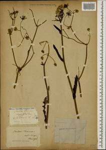 Sonchus oleraceus L., Caucasus, Stavropol Krai, Karachay-Cherkessia & Kabardino-Balkaria (K1b) (Russia)