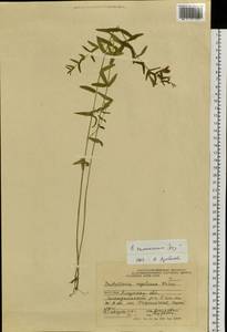 Scutellaria regeliana var. ikonnikovii (Juz.) C.Y.Wu & H.W.Li, Siberia, Russian Far East (S6) (Russia)
