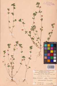 Trifolium dubium Sibth., Eastern Europe, North Ukrainian region (E11) (Ukraine)