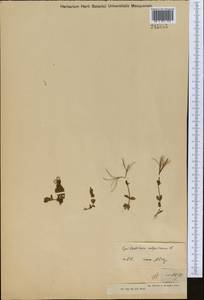 Epilobium anagallidifolium Lam., Middle Asia, Muyunkumy, Balkhash & Betpak-Dala (M9) (Kazakhstan)