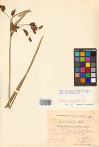 Bolboschoenus yagara (Ohwi) Y.C.Yang & M.Zhan, Siberia, Russian Far East (S6) (Russia)