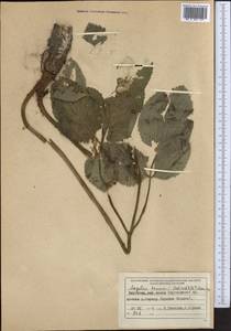 Angelica decurrens (Ledeb.) B.Fedtsch., Middle Asia, Western Tian Shan & Karatau (M3) (Kyrgyzstan)
