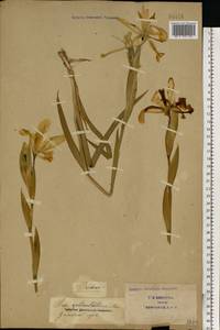 Iris halophila Pall., Eastern Europe, South Ukrainian region (E12) (Ukraine)