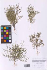 Psammophiliella muralis (L.) Ikonn., Eastern Europe, Moscow region (E4a) (Russia)