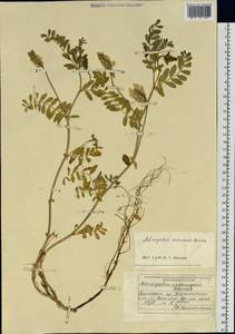 Astragalus marinus Boriss., Siberia, Russian Far East (S6) (Russia)