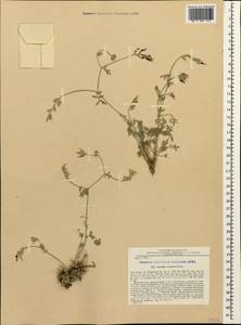 Astragalus brevipes Bunge, Caucasus, Azerbaijan (K6) (Azerbaijan)