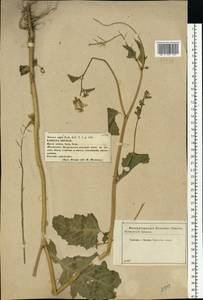 Brassica oleracea L., Eastern Europe, Central forest-and-steppe region (E6) (Russia)