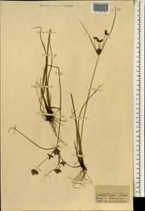 Cyperus, Africa (AFR) (Guinea)