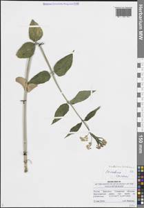 Vincetoxicum hirundinaria Medik., Eastern Europe, Middle Volga region (E8) (Russia)