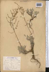 Artemisia schrenkiana Ledeb., Middle Asia, Muyunkumy, Balkhash & Betpak-Dala (M9) (Kazakhstan)
