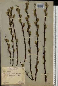 Salix caprea L., Eastern Europe, Moscow region (E4a) (Russia)