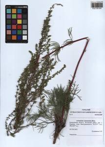 Artemisia pubescens Ledeb., Siberia, Altai & Sayany Mountains (S2) (Russia)