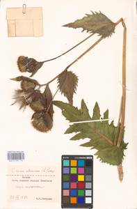 Cirsium oleraceum (L.) Scop., Eastern Europe, Moscow region (E4a) (Russia)