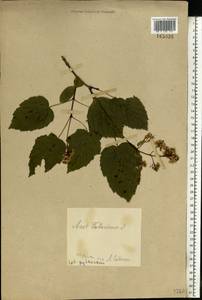 Acer tataricum L., Eastern Europe, Central forest-and-steppe region (E6) (Russia)