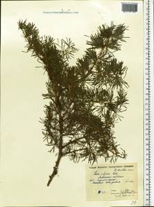 Larix sibirica Ledeb., Eastern Europe, Moscow region (E4a) (Russia)