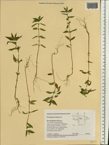 Galeopsis ladanum L., Eastern Europe, Central region (E4) (Russia)