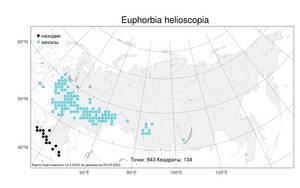 Euphorbia helioscopia L., Atlas of the Russian Flora (FLORUS) (Russia)