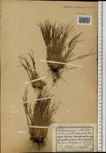 Oreojuncus trifidus (L.) Záv. Drábk. & Kirschner, Eastern Europe, Northern region (E1) (Russia)