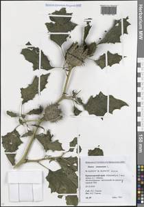 Datura stramonium L., Caucasus, Krasnodar Krai & Adygea (K1a) (Russia)