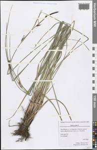 Carex acuta L., Eastern Europe, Eastern region (E10) (Russia)