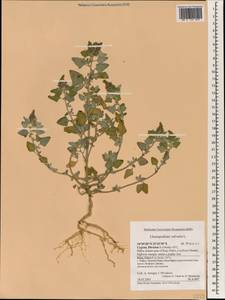 Chenopodium vulvaria L., South Asia, South Asia (Asia outside ex-Soviet states and Mongolia) (ASIA) (Cyprus)